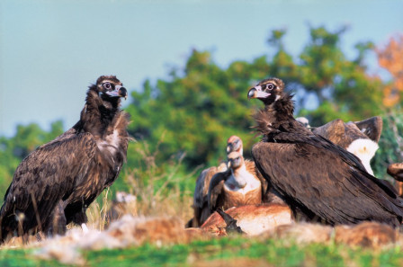 Cinereous Vulture is now one of Greece's rarest birds of prey with just a few pairs left. (Photo: PD)