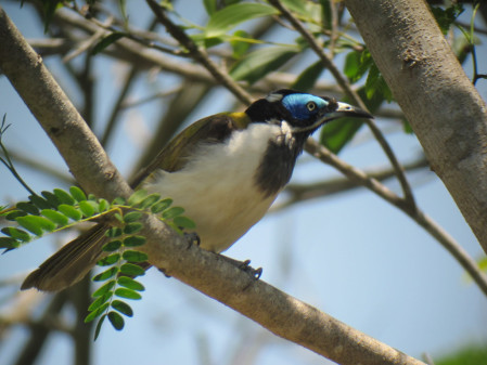 gorgeous Blue-faced Honeyeater,