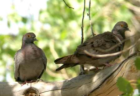 This is the habitat for the little-known Yellow-eyed Stock Dove,...