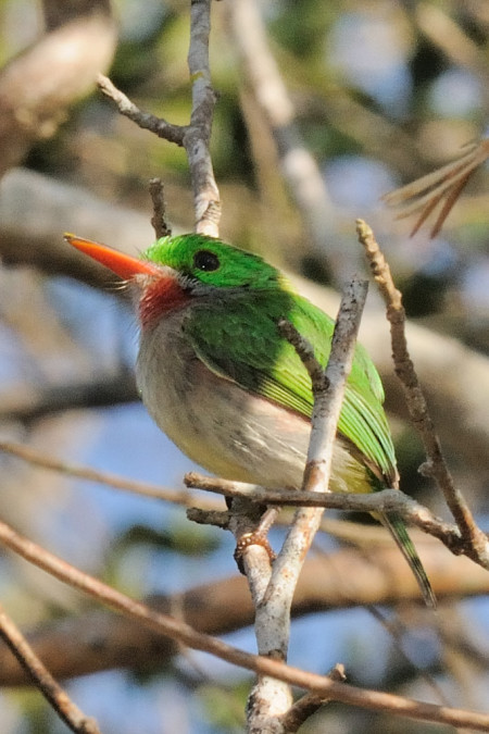 ...and the impossibly cute Narrow-billed Tody....