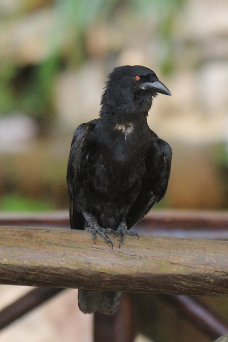 ...often has semi tame White-necked Crows.