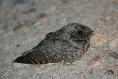 ...a host of nightbirds, including the diminutive Common Poorwill...
