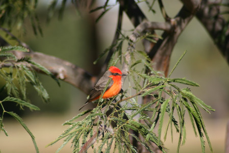 City parks can be rewarding too, with birds like the stunning Vermilion Flycatcher...