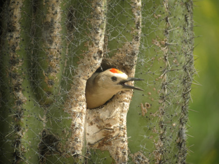 ...and play host to its own assemblage of birds such as this Gila Woodpecker...