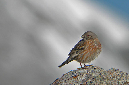 We will be well above the tree line, and on the look out for Altai Accentor,...