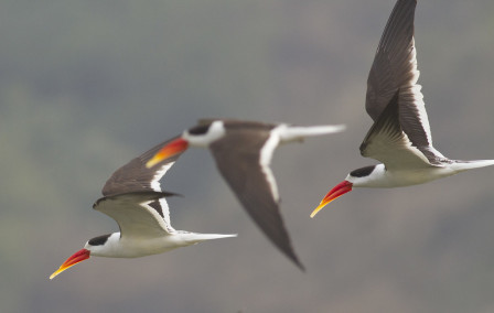 &hellip;while elegant Indian Skimmers frequent the bigger rivers. 