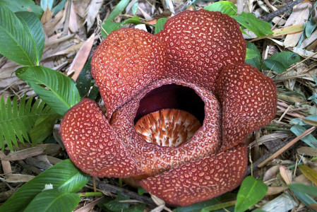 ...and the legendary Rafflesia...