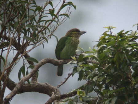 ..as well as many other birds of the hill forests. Here a Green-eared Barbet