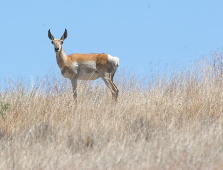 &hellip;and if we&rsquo;re lucky a glimpse of a Pronghorn.