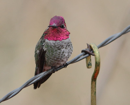 As many as six species of hummingbird winter in Arizona including this carmine male Anna&rsquo;s&hellip;