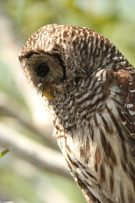 Barred Owls are common in the Cypress forests of the Everglades...