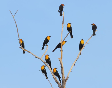 &hellip;could yield a tree full of golden Yellow-headed Blackbirds&hellip;