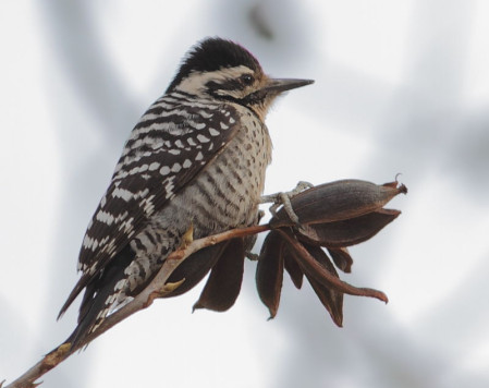 &hellip;perhaps accompanied outside the window by the tenant Ladder-backed Woodpeckers&hellip;