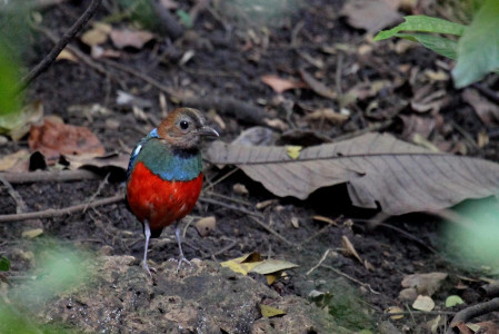 This is also a great tour for pittas. This Philippine Pitta, recently split from Red-bellied Pitta...