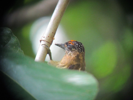 ...a full day in the forest, looking for Olivaceous Piculet...