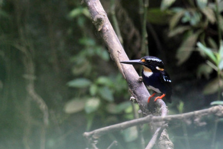 ...while the impish Northern Silvery Kingfisher is restricted to Bohol and Samar. 