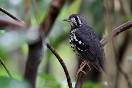 ...and this Ashy Thrush, found right in the suburbs of Manila. 