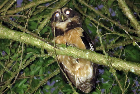 ...and we also go out at night a few times to look for owls, with this Spectacled Owl a prize on a recent tour...                              
