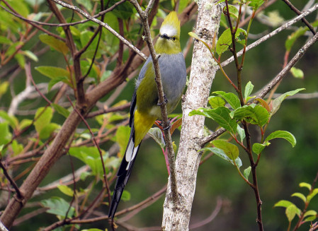 ...Long-tailed Silky-flycatcher which needs a good berry crop, preferably mistletoe, to be common.                               