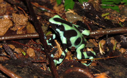 &hellip;or this Green-and-black Poison Frog.                               