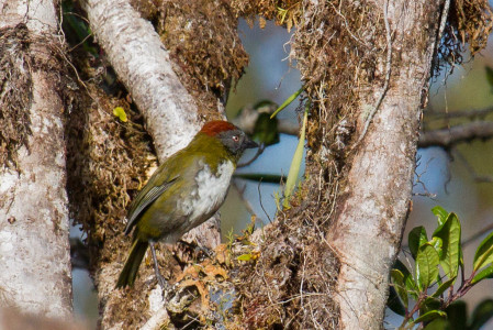 ...while the Rufous-naped Bellbird is less so. 