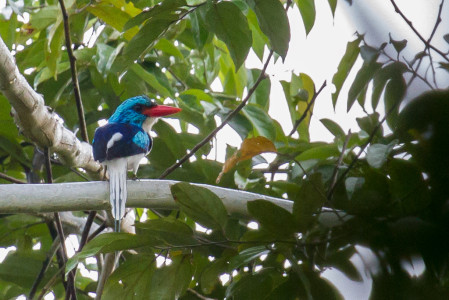 ...and the endemic Biak Paradise-Kingfisher is equally splendid. 
