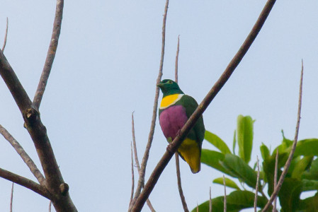 ...a somewhat more subdued but very colorful Yellow-bibbed Fruit Dove...