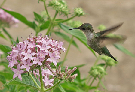 &hellip;while the microscopic Vervain Hummingbird is a distinctive endemic subspecies.       
