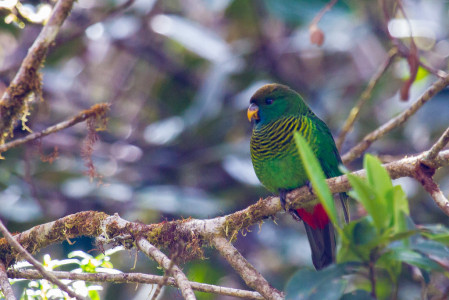 ...and this Painted Tiger Parrot