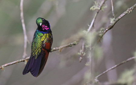 If the roadside flowers are in bloom, we might even encounter the eye-melting Garnet-throated Hummingbird!