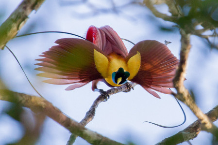 ...Red Birds-of-Paradise....
