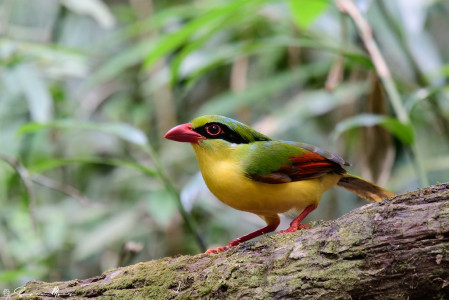 The stunning Indochinese Green Magpie is restricted to central Vietnam 