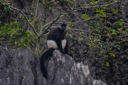 the rare and beautiful Delacour's Langur