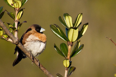 ...while the Snow Mountain Munia is another Baliem Valley speciality. 