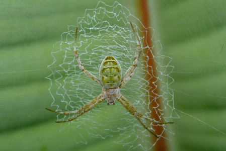 ...or this beautiful Argiope orb weaver spider...