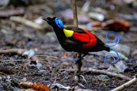 The birds-of-paradise are the undisputed stars of our West Papua tour and arguably the most amazing is the incomparable Wilson's Bird-of-Paradise.