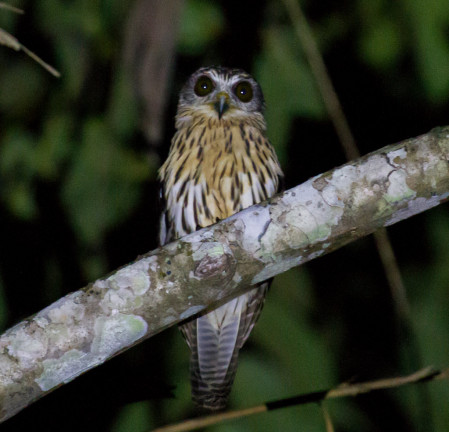 ...Papuan Hawk-Owl...