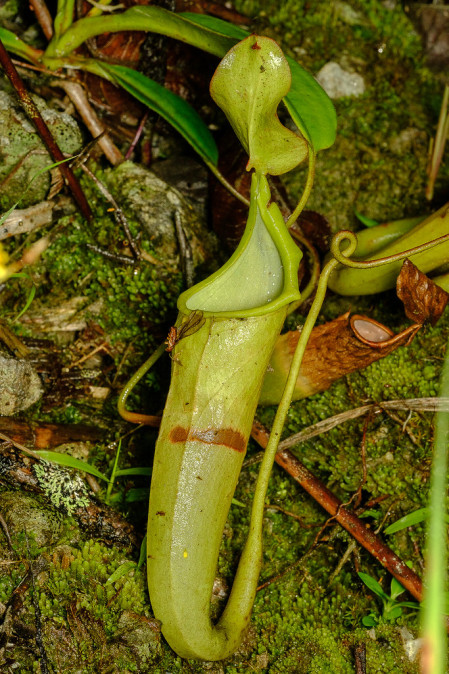 ...and a host of fascinating plants like this Nepenthes pitcher plant. 