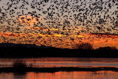 Bosque Del Apache National Wildlife Refuge is a place of extrordinary beauty and abundance; here Snow Geese depart at sunrise for their daytime foraging...