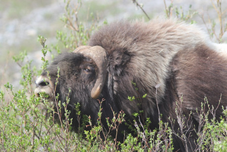 Mammals abound here as well, from shaggy Muskox&hellip;