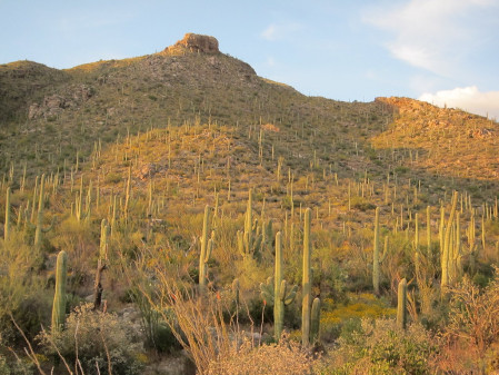 Saguaro Cactus fill some hillside slopes in the Sonoran Desert