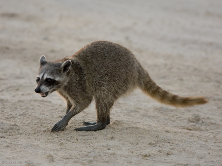 ...and perhaps the endemic Cozumel Raccoon.