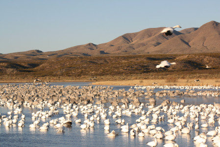 ...and here large resting flocks of Snow (mostly) and Ross's Geese and Sandhill Cranes.