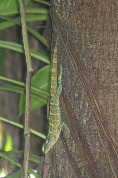 ...and Giant Anoles peer down from their lofty perches.