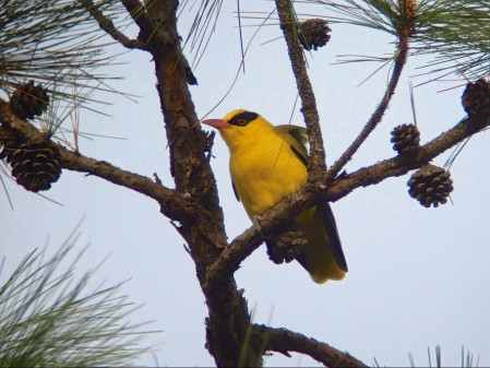 ...and we'll explore the pine forests for a handful of specialists, including the scarce Slender-billed Oriole. 