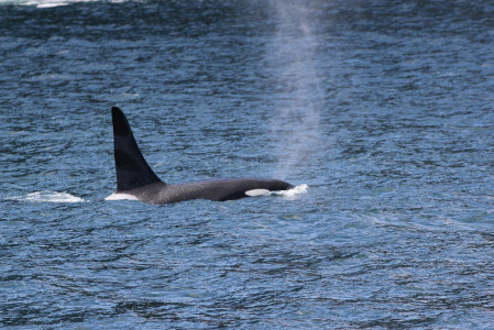 ...often attract some serious attention from roaming Orcas.