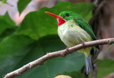 &hellip;we hope to see all the endemic birds including the endearing Jamaican Tody&hellip;