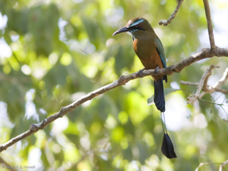 ...and perhaps find the stunning Turquoise-browed Motmot sitting quietly in the shade.
