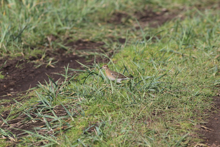 ...and this attractive Sharp-tailed (which can be common here in September).