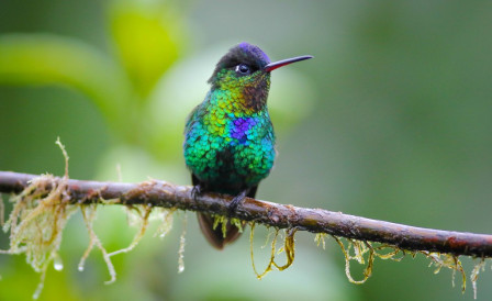 ...and, of course, the stunning Fiery-throated Hummingbird.